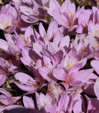 Ocún obrovský - Colchicum giganteum - prodej cibulovin - 1 ks