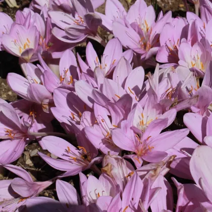 Ocún obrovský - Colchicum giganteum - prodej cibulovin - 1 ks