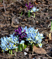 Nízké kosatce směs barev - Iris reticulata - prodej cibulovin - 5 ks