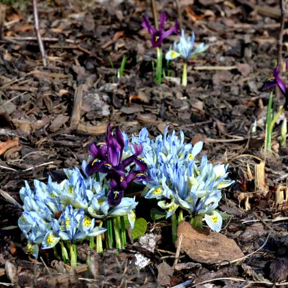 Nízké kosatce směs barev - Iris reticulata - prodej cibulovin - 5 ks