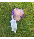 Sadbový česnek Anton - Allium sativum - nepaličák - prodej cibulí česneku - 1 balení