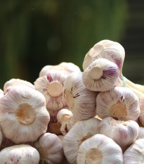 Sadbový česnek Anton - Allium sativum - nepaličák - prodej cibulí česneku - 1 balení