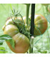BIO Rajče Ananas Noire - Solanum lycopersicum - prodej bio semen - 6 ks