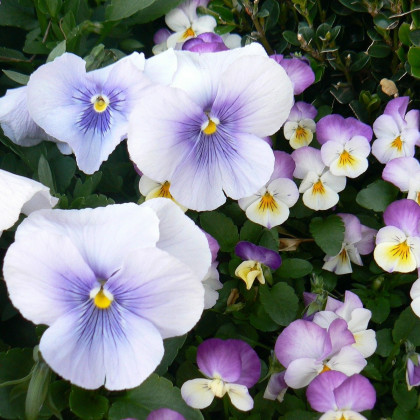 Violka rohatá Sorbet Icy Blue - Viola cornuta - prodej semen - 20 ks