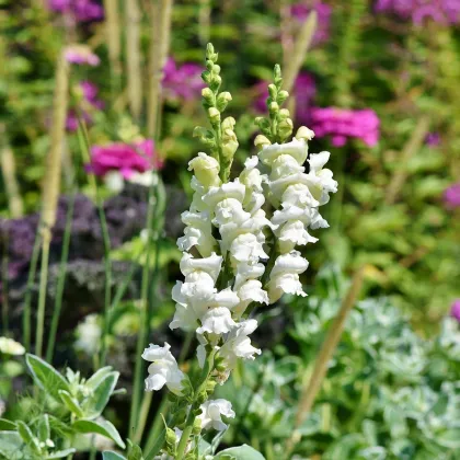 Hledík větší bílý - Antirrhinum majus - prodej semen - 35 ks