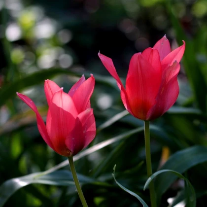 Tulipán Toronto - Tulipa - prodej cibulovin - 3 ks