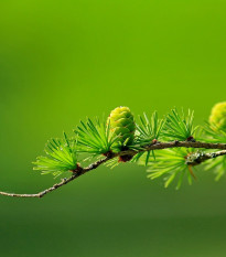 Modřín opadavý - Larix decidua - prodej semen - 10 ks