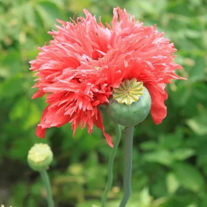 Mák setý Rose Feathers - Papaver somniferum - prodej semen - 200 ks