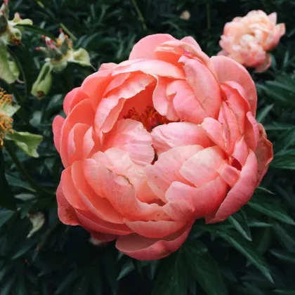 Pivoňka Coral Sunset - Paeonia lactiflora - prodej cibulovin - 1 ks