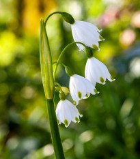 Bledule letní Giant - Leucojum aestivum - prodej cibulovin - 2 ks