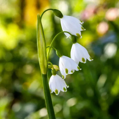 Bledule letní Giant - Leucojum aestivum - prodej cibulovin - 2 ks