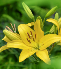 Lilie Yellow Planet - Lilium lancifolium - prodej cibulovin - 1 ks