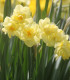 Narcis Cheerfulness - Narcissus - prodej cibulovin - 3 ks
