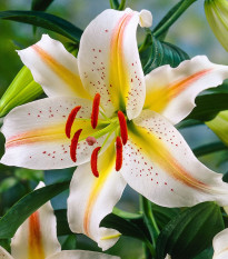 Lilie Garden Party - Lilium - prodej cibulovin - 1 ks