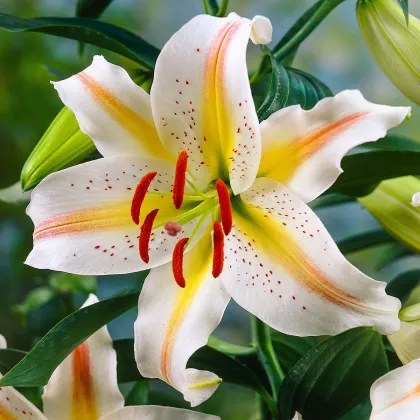 Lilie Garden Party - Lilium - prodej cibulovin - 1 ks