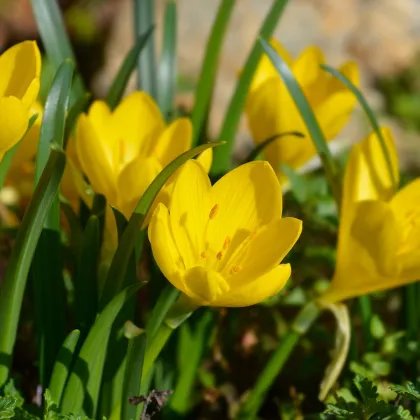 Lužanka - Sternbergia - prodej cibulovin - 3 ks