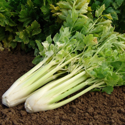 Celer Nuget řapíkatý - Apium graveolens - prodej semen - 800 ks