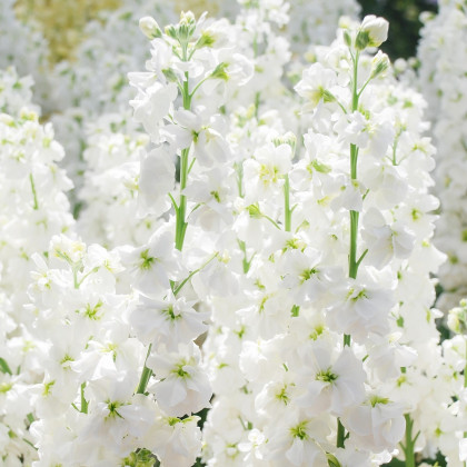Fiala letní bílá - Matthiola incana - prodej semen - 60 ks