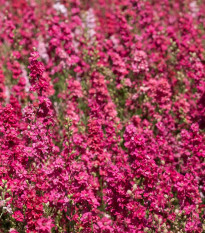 Stračka Carmine King - Delphinium imperialis - prodej semen - 100 ks