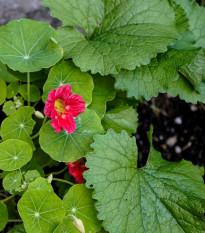 Lichořeřišnice nízká Tip Top Rose - Tropaeolum minus - prodej semen - 10 ks