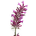 Agastache vřesová královna - Agastache cana - prodej semen - 30 ks