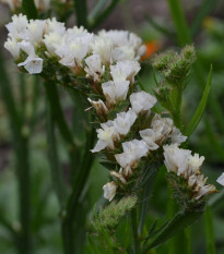 Limonka chobotnatá bílá - Limonium sinuatum - prodej semen - 30 ks