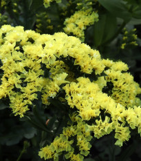 Limonka chobotnatá žlutá - Limonium sinuatum - prodej semen - 30 ks