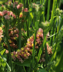 Limonka chobotnatá apricot - Limonium sinuatum - prodej semen - 30 ks