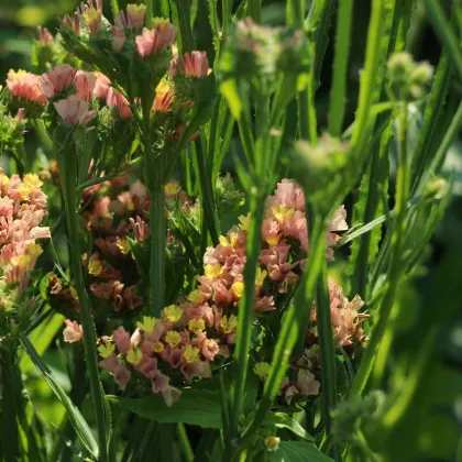 Limonka chobotnatá apricot - Limonium sinuatum - prodej semen - 30 ks