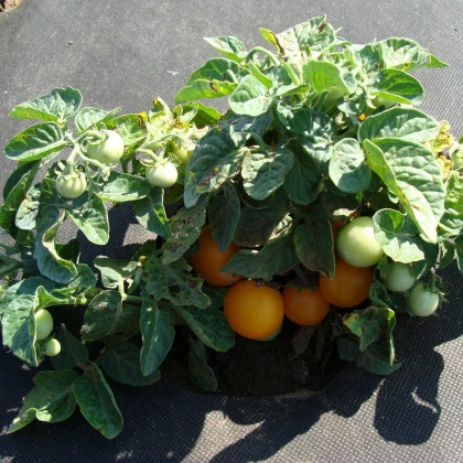 Rajče Venus - Solanum lycopersicum - prodej semen - 10 ks