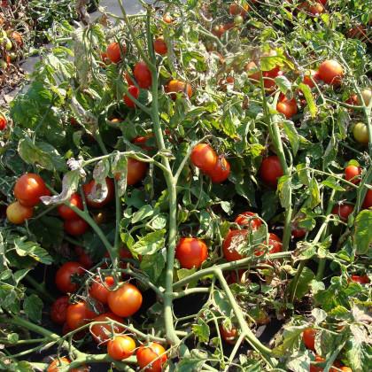 Rajče Dalimil - Solanum lycopersicum - prodej semen - 0,1 g
