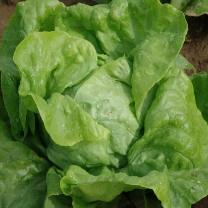 Salát hlávkový Armur - Lactuca sativa - prodej semen - 500 ks