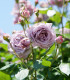 Růže mnohokvětá Novalis - Kordes - prodej prostokořenných sazenic růží
