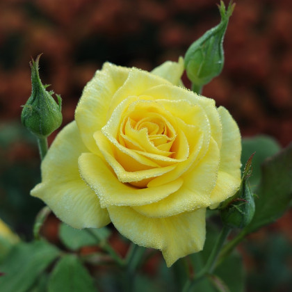 Růže keřová velkokvětá King Ransom - Rosa - prodej prostokořenných sazenic růží - 1 ks