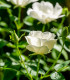 Růže keřová půdokryvná The white fairy - Rosa - prodej prostokořenných sazenic růží - 1 ks