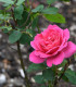 Růže keřová mnohokvětá Pink Peace - Rosa - prodej prostokořenných sazenic růží - 1 ks