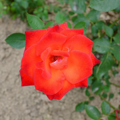 Růže velkokvětá červená Lidka - Rosa - prodej prostokořenných sazenic růží - 1 ks