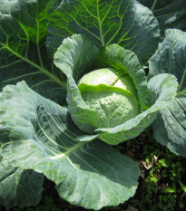 Zelí hlávkové pozdní Holt - Brassica oleracea - prodej semen - 200 ks