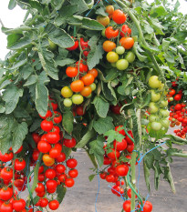 Rajče Gallant F1 - Solanum Lycopersicum - prodej semen - 10 ks