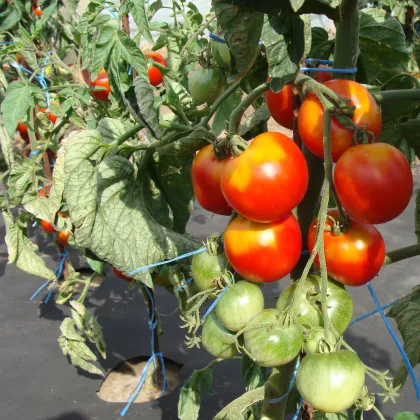 Rajče rané stupické - Solanum lycopersicum - prodej semen - 35 ks