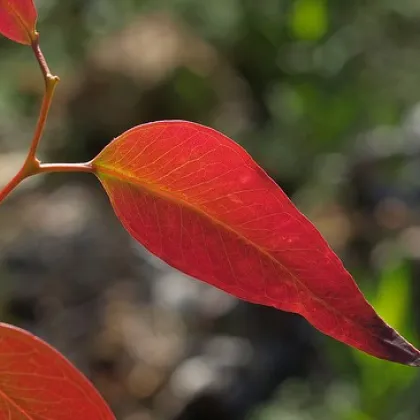 Semínka eukalyptu - Blahovičník - Eucalyptus Campanulata - Eukalyptus Kampanulata - prodej semen - 7 ks