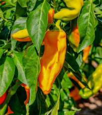 Paprika oranžová Ornela - Capsicum annuum - prodej semen - 50 ks