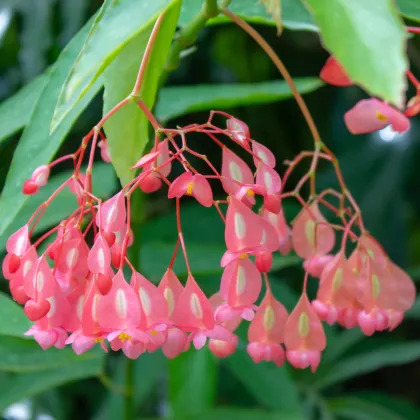 Begonie šarlatová - Begonia coccinea - prodej semen - 12 ks