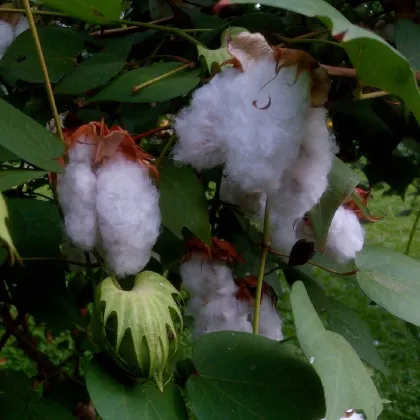 Mexická bavlna - Gossypium hirsutum - prodej semen - 5 ks