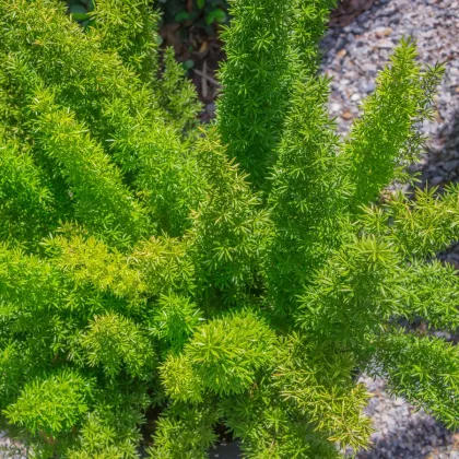 Chřest sprengerův - Asparagus aethiopicus - prodej semen - 12 ks