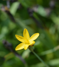 Badil žlutý - Sisyrinchium californicum - Badil žlutý - prodej semen - 10 ks