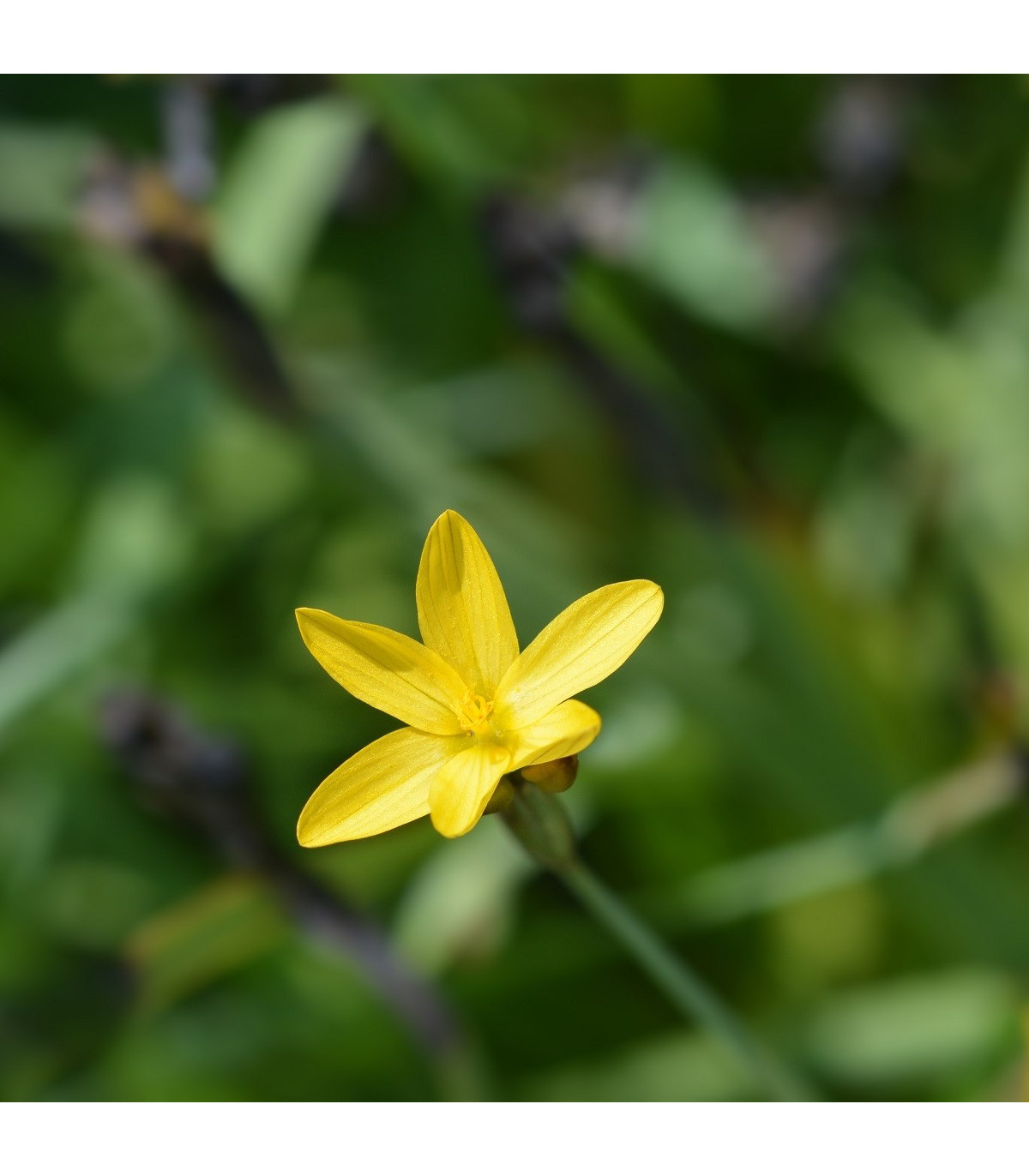 Badil žlutý - Sisyrinchium californicum - Badil žlutý - prodej semen - 10 ks