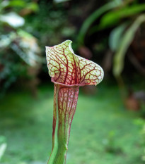 Špirlice náhorní - Sarracenia oreophila var. ornata - prodej semen - 8 ks