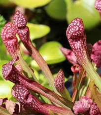 Špirlice nachová - Sarracenia purpurea - prodej semen - 8 ks