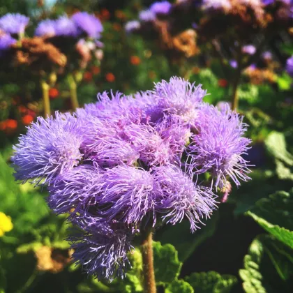 Nestařec americký Red Sea - Ageratum houstonianum - prodej semen - 30 ks